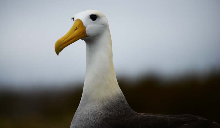Galapagos Albatross